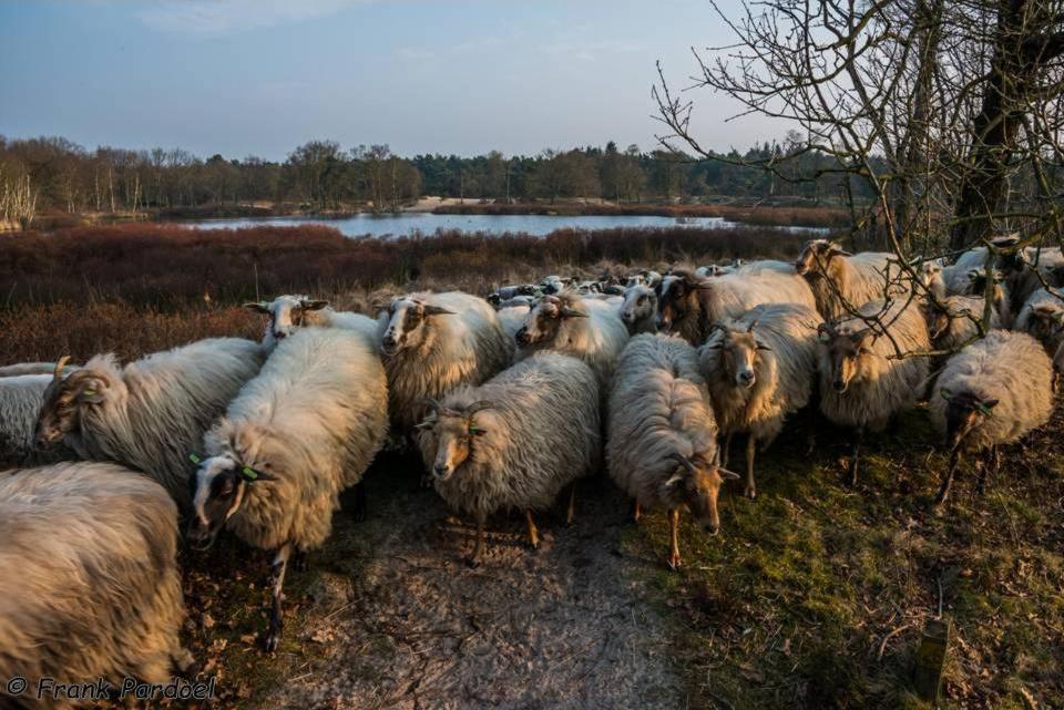 Aa Casia Vakantiehuis Zeegse Luaran gambar